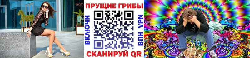 Галлюциногенные грибы Psilocybine cubensis  Новоалтайск 